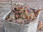 Anegada Lobster2